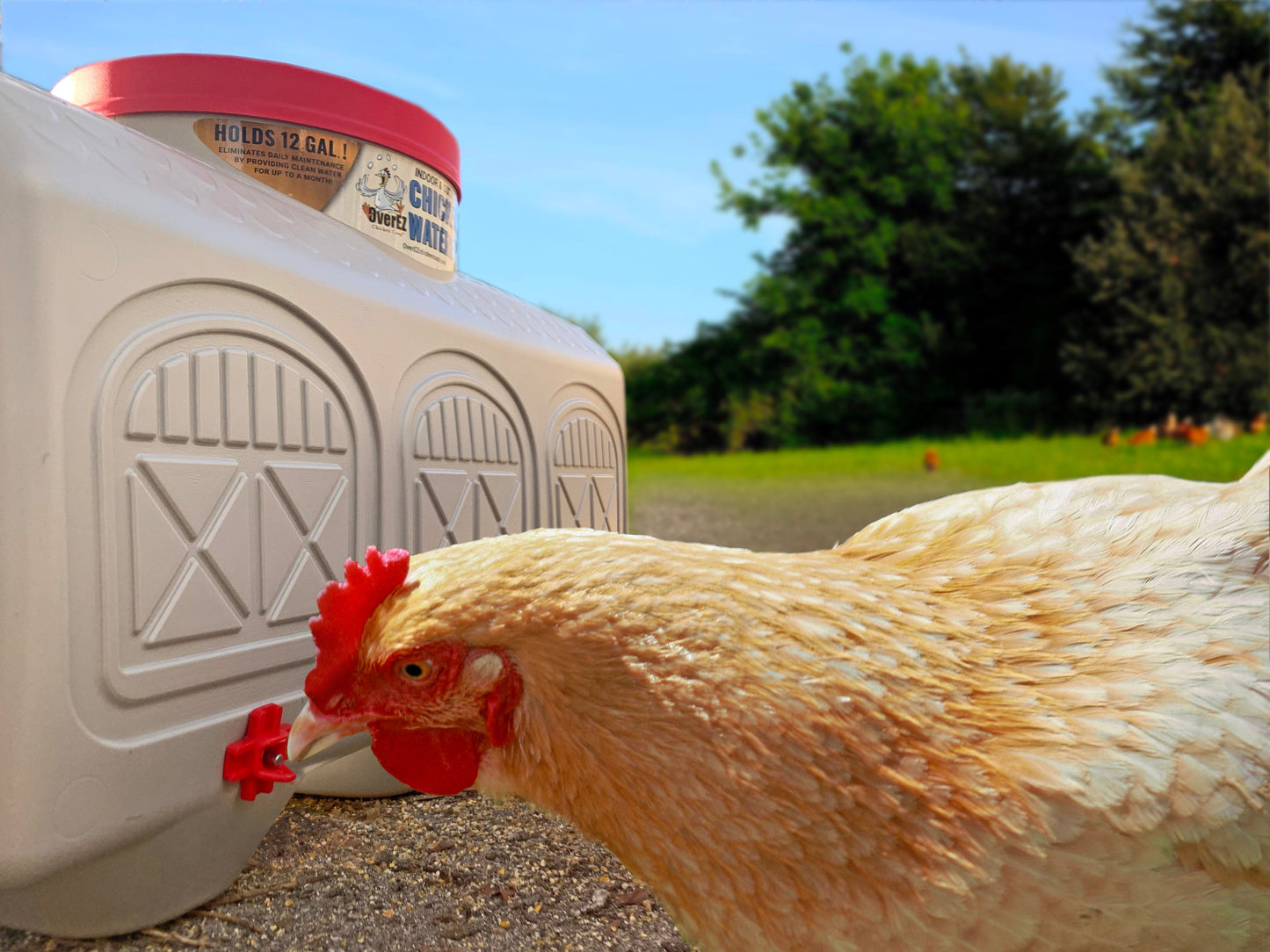 Classic Chicken Waterer