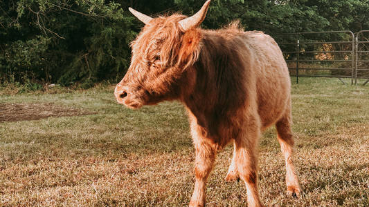 dun miniature highland cow bull 