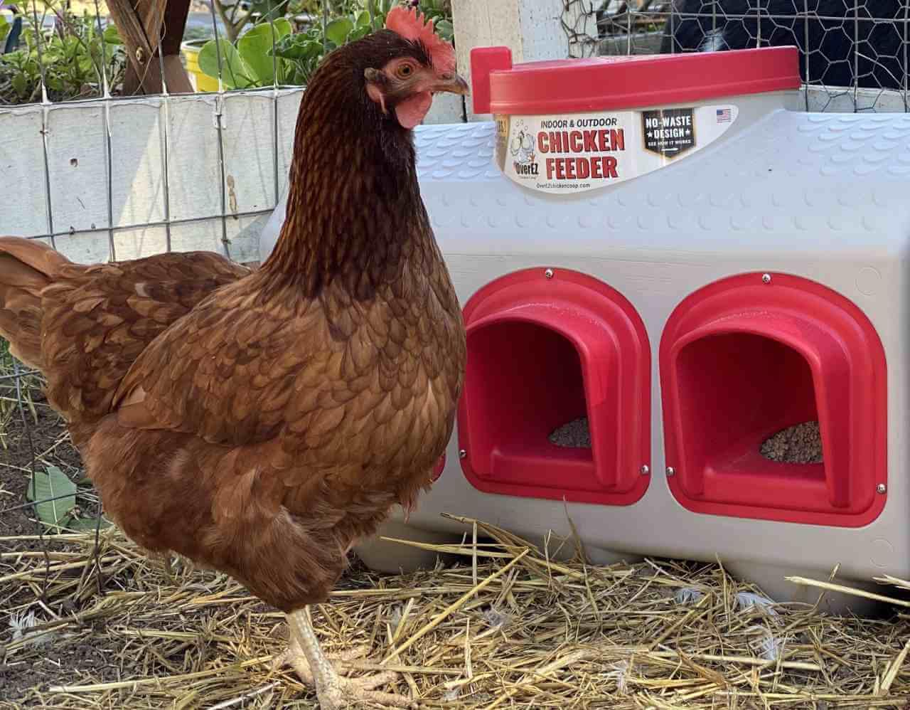 Classic Chicken Feeder