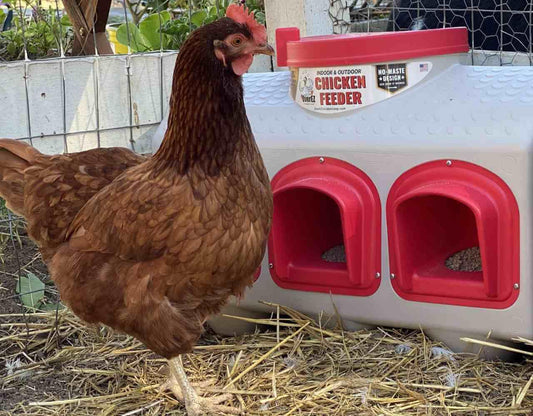 Classic Chicken Feeder