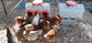 Classic Chicken Feeder