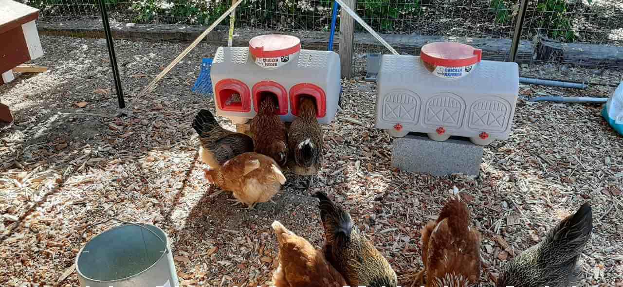 Classic Chicken Waterer
