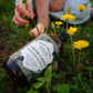 Dandelion Earth Cider