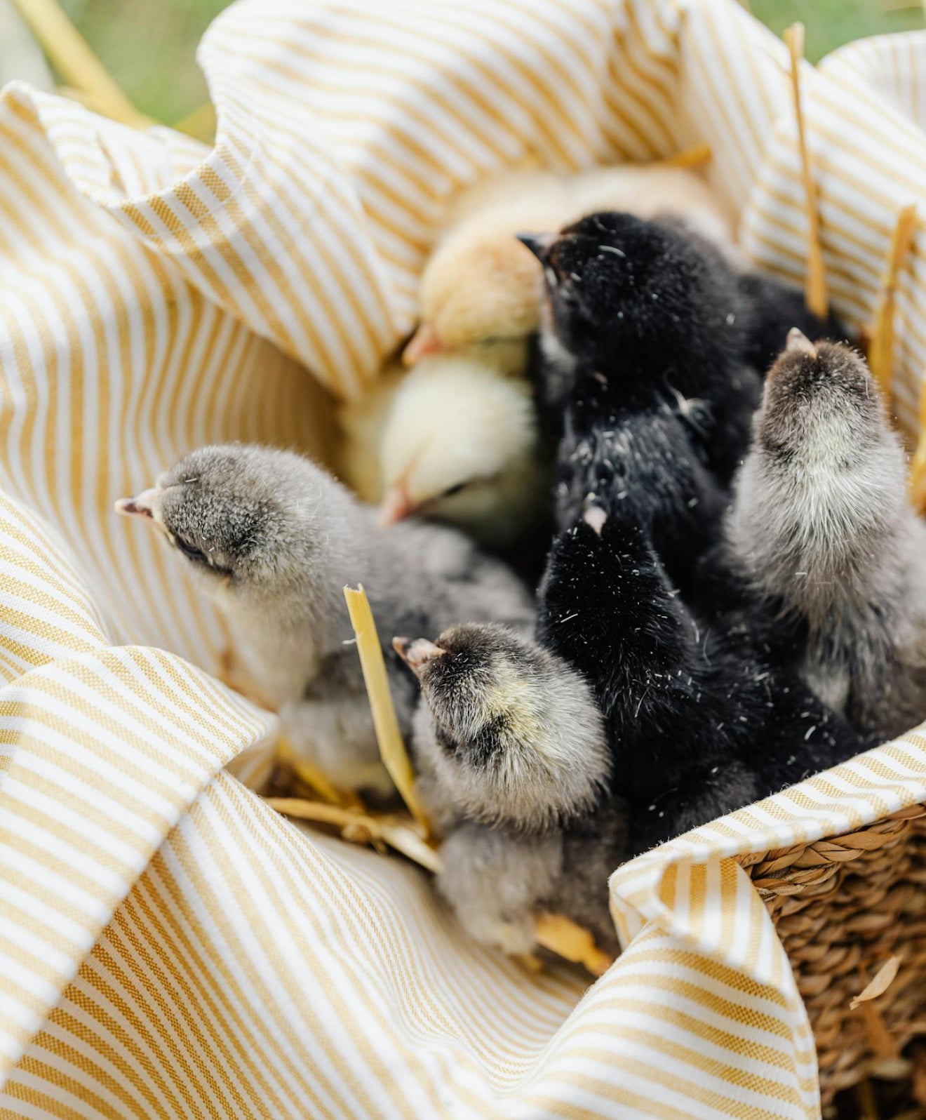 Boujee Barnyard Day Old Chicks