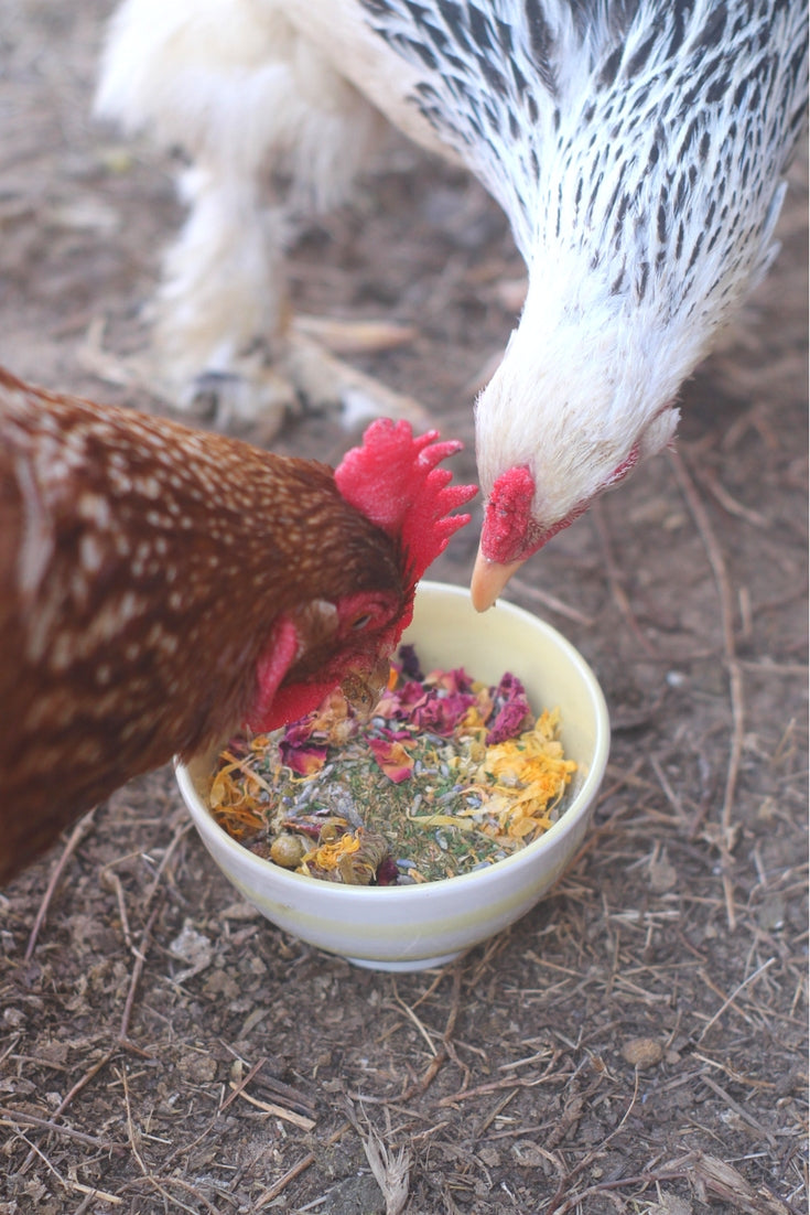 Best Eggs Ever! (TM) Nesting Herbs (Chamomile, Roses, Lavender, Cornflowers, & Calendula) For Pet Chickens