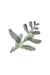 Cypress Essential Oil