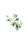 Eucalyptus Essential Oil