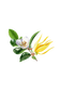Fruity Green Tea Phthalate-Free Fragrance Oil