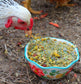 Scent of Spring Nesting Herbs For Backyard Chickens With Lavender, Chamomile, Calendula, and more!