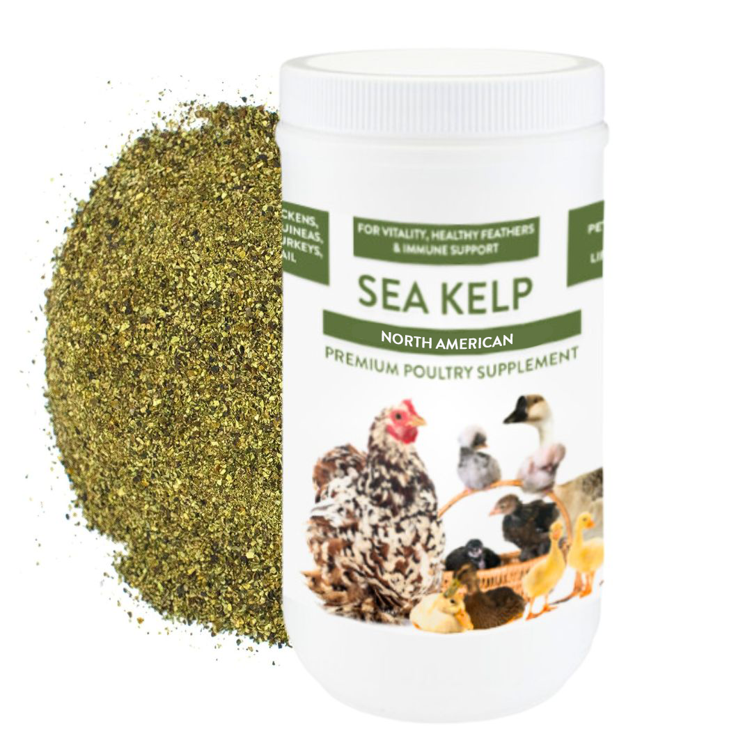 North Atlantic Kelp For Extra Vitamins, Minerals, & Amino Acids For Pet Chickens & Ducks