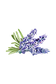 Lavender & Rosemary Essential Oil Blend