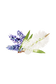 Lavender & Tea Tree Essential Oil Blend