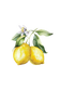 Lemon Essential Oil