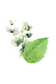 Mint & Eucalyptus Essential Oil Blend