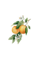 Orange Essential Oil