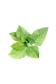 Peppermint Essential Oil