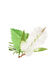 Rosemary, Mint & Tea Tree Essential Oil Blend