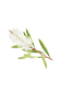 Tea Tree Essential Oil